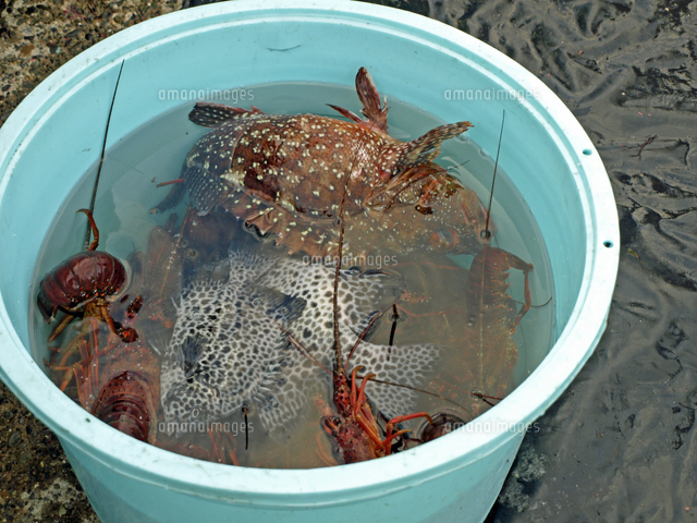 イセエビ刺網漁 エビ網漁 21 混獲された魚 カサゴ イシ の写真素材 イラスト素材 アマナイメージズ
