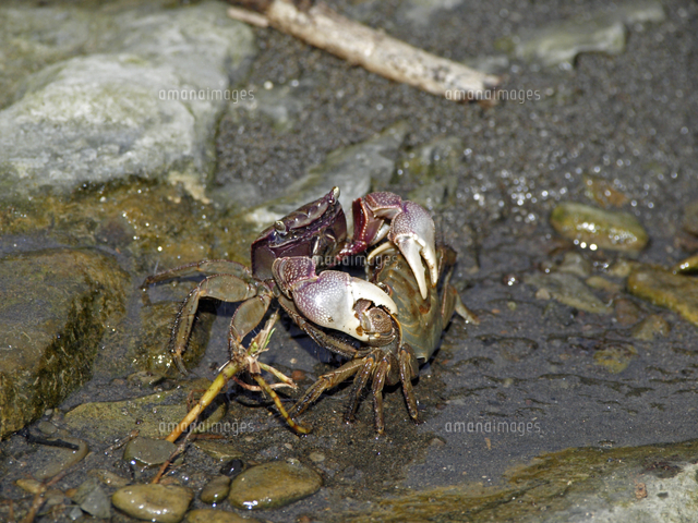クロベンケイガニ 交尾のためメスを確保する の写真素材 イラスト素材 アマナイメージズ