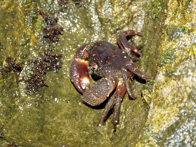 イボイワオウギガニ 夜間の策餌行動 の写真素材 イラスト素材 アマナイメージズ