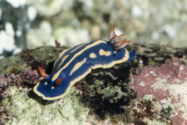 アオウミウシ の写真素材 イラスト素材 アマナイメージズ