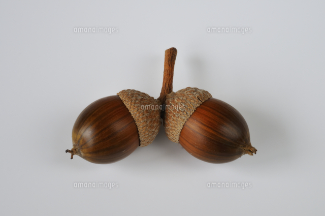 殻斗が付いたコナラの実（ドングリ）[32106000127]の写真・イラスト