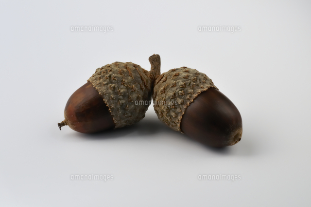 殻斗付きのミズナラの実（ドングリ）[32106000159]の写真・イラスト