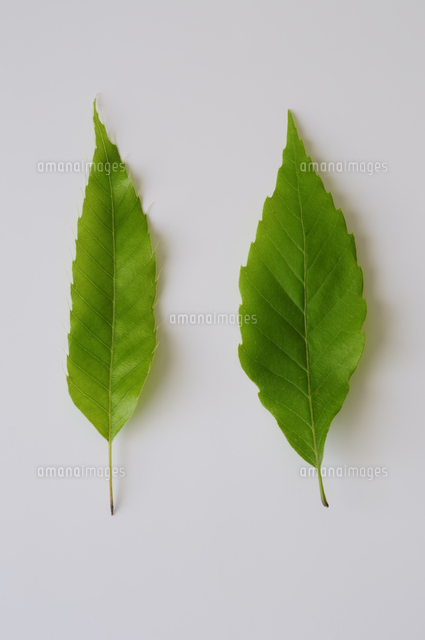 クヌギの葉 左 とコナラの葉 右 の写真素材 イラスト素材 アマナイメージズ