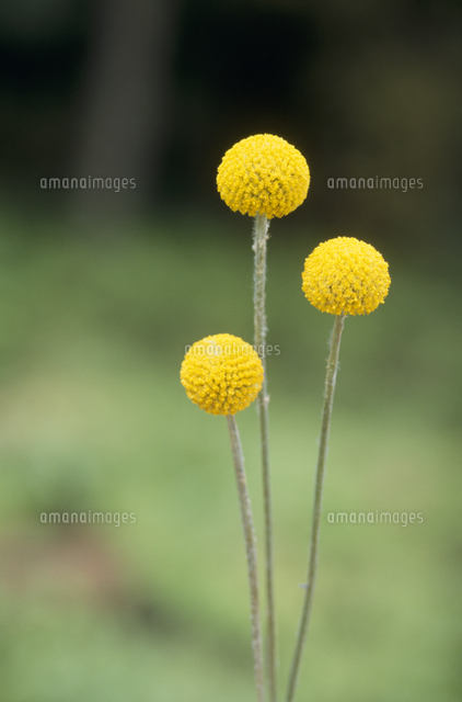 小さい 不適 工夫する ゴールド スティック 花 Sinyogas Jp