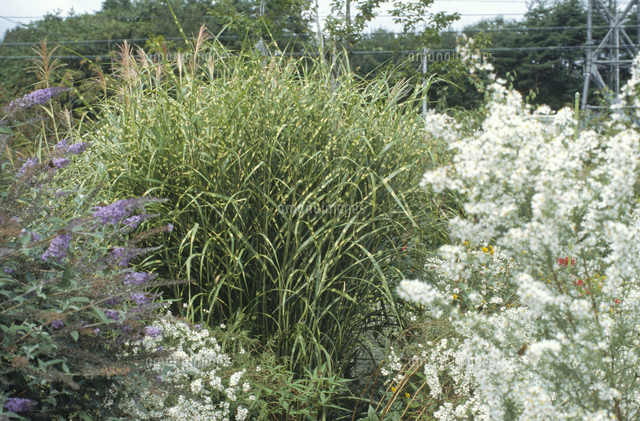 タカノハススキ の写真素材 イラスト素材 アマナイメージズ