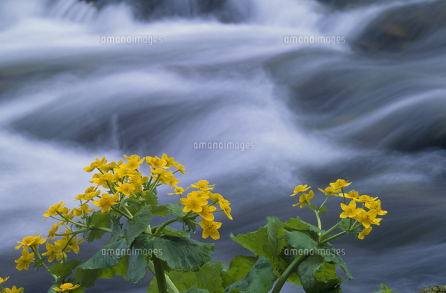 エゾノリュウキンカの花 春 の写真素材 イラスト素材 アマナイメージズ