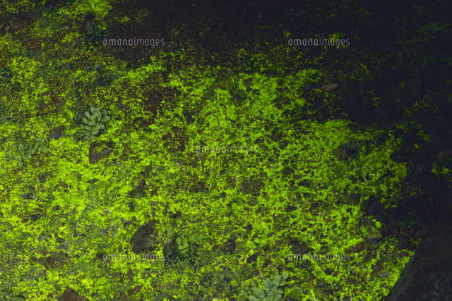 ヒカリゴケ (大) ヒカリゴケ[32109000064]の写真・イラスト素材｜アマナイメージズ