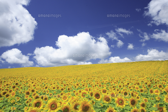 ヒマワリ畑と夏空 の写真素材 イラスト素材 アマナイメージズ