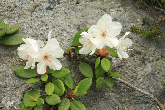 キバナシャクナゲ/小葉性/大株【現品発送】管理70853 キバナシャクナゲ