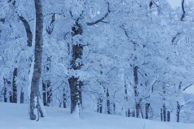 雪の森の朝 の写真素材 イラスト素材 アマナイメージズ