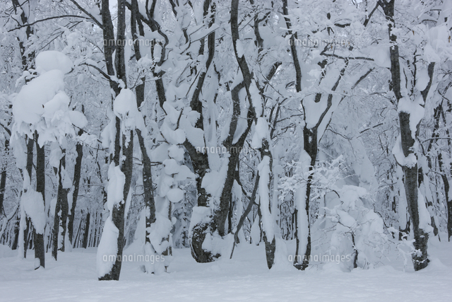 雪のブナ林 の写真素材 イラスト素材 アマナイメージズ
