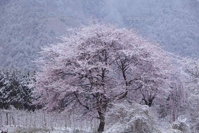 桜と雪[32109003939]の写真・イラスト素材｜アマナイメージズ