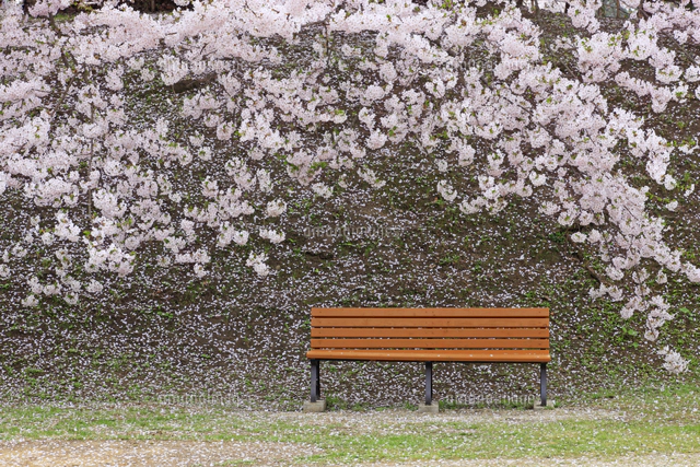 桜とベンチ 弘前公園[32109005646]の写真・イラスト素材｜アマナイメージズ