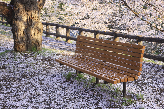 桜とベンチ 弘前公園[32109005615]の写真・イラスト素材｜アマナイメージズ