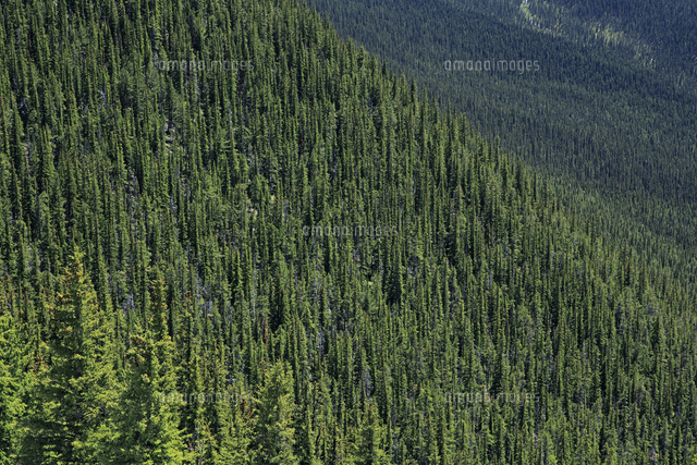 サルファー山の針葉樹の森[32109006130]の写真・イラスト素材