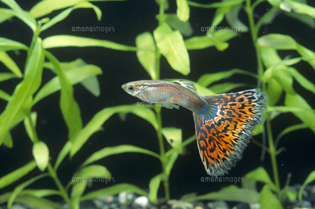 モザイクグッピー の写真素材 イラスト素材 アマナイメージズ