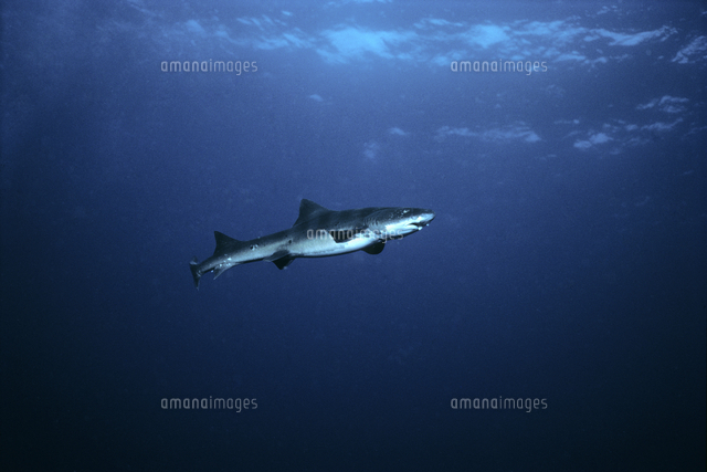 ドチザメ の写真素材 イラスト素材 アマナイメージズ