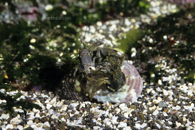 ホンヤドカリの殻交換3 殻から出てくる の写真素材 イラスト素材 アマナイメージズ