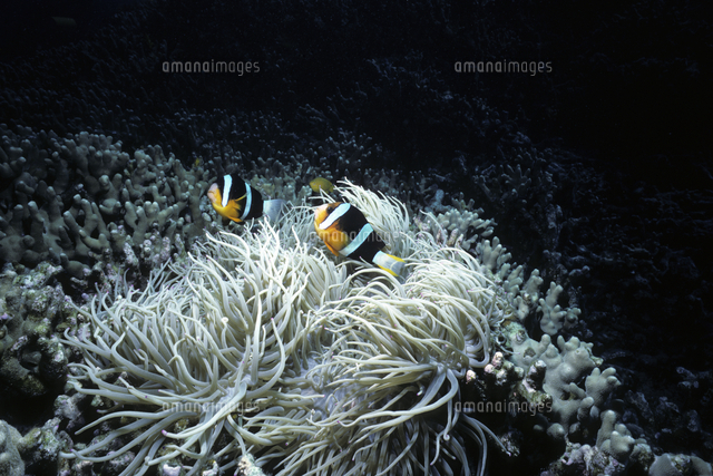 クマノミ シライトイソギンチャクに住む の写真素材 イラスト素材 アマナイメージズ