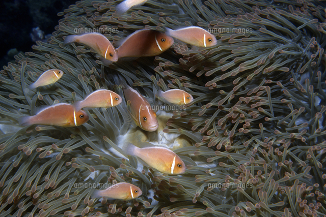 ハナビラクマノミ センジュイソギンチャクに住む の写真素材 イラスト素材 アマナイメージズ