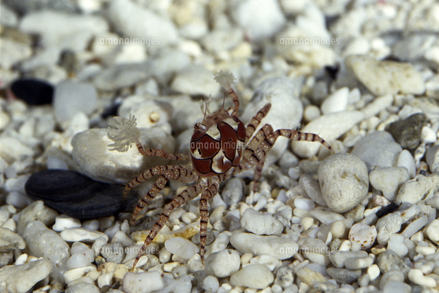 キンチャクガニ カニハサミイソギンチャクを持つ の写真素材 イラスト素材 アマナイメージズ