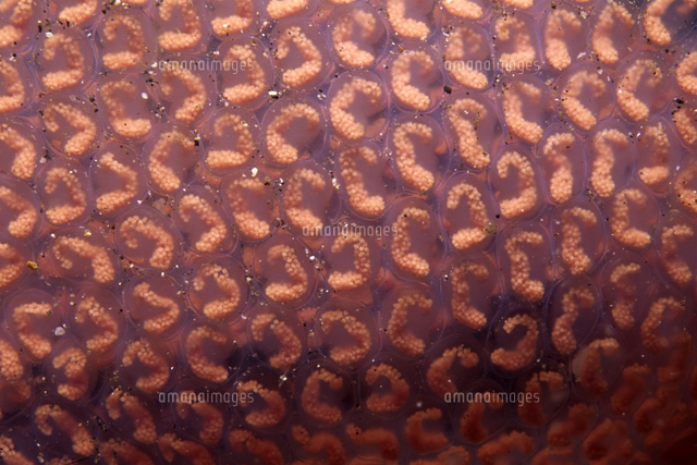 ヤツシロガイの卵[32111000418]の写真素材・イラスト素材｜アマナイメージズ