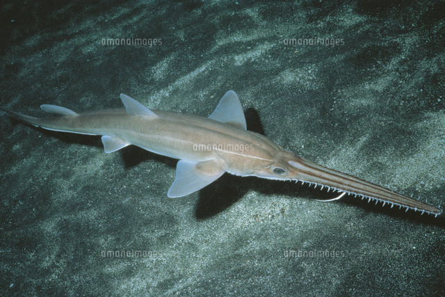 ヨツアナカシパン の写真素材 イラスト素材 アマナイメージズ