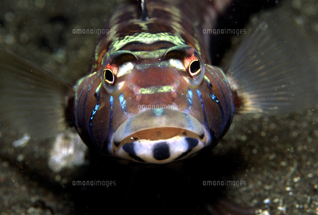 トラギスの正面顔 の写真素材 イラスト素材 アマナイメージズ