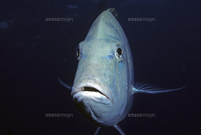 ハマフエフキの正面顔 の写真素材 イラスト素材 アマナイメージズ