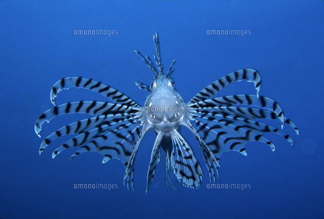 ミノカサゴの正面顔 の写真素材 イラスト素材 アマナイメージズ