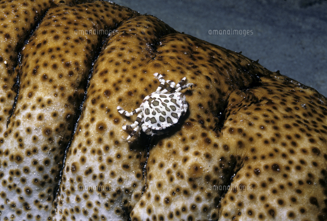 ナマコ類に共生するナマコマルガザミ の写真素材 イラスト素材 アマナイメージズ