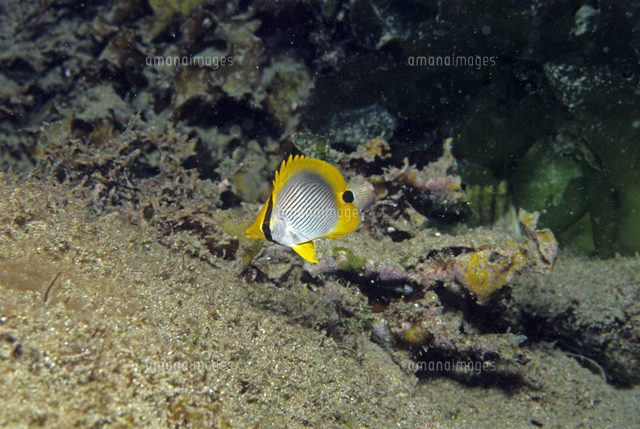アケボノチョウチョウウオの幼魚 の写真素材 イラスト素材 アマナイメージズ