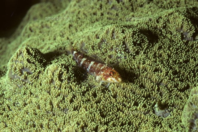 ヘビギンポのオス[32111001263]の写真素材・イラスト素材｜アマナイメージズ