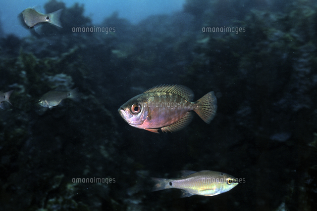 ゴマヒレキントキ[32111001345]の写真素材・イラスト素材｜アマナ 