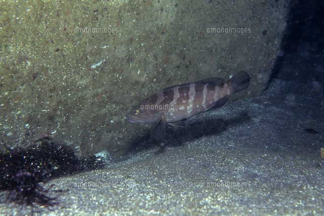 テトラポッドとクエ 若魚 の写真素材 イラスト素材 アマナイメージズ テトラポッドとクエ 若魚 の写真素材 イラスト素材 アマナイメージズ