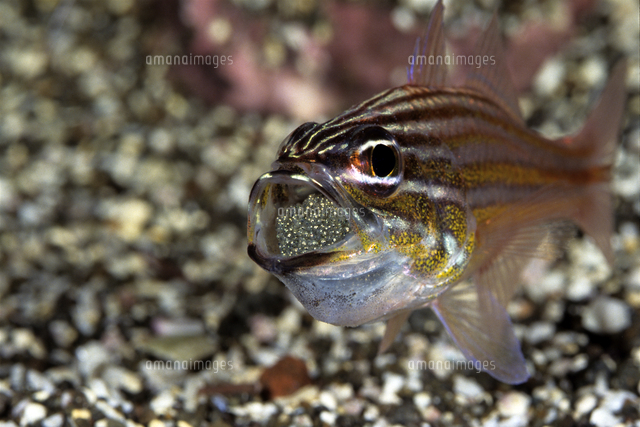 親の口内で孵化するキンセンイシモチの稚魚 ４ ６ の写真素材 イラスト素材 アマナイメージズ