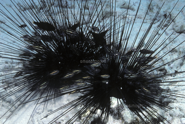 ガンガゼに住むヒカリイシモチ の写真素材 イラスト素材 アマナイメージズ