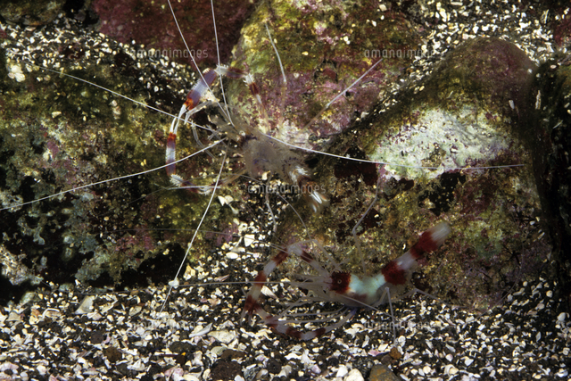 脱皮するオトヒメエビ 連続 １２ １２ の写真素材 イラスト素材 アマナイメージズ