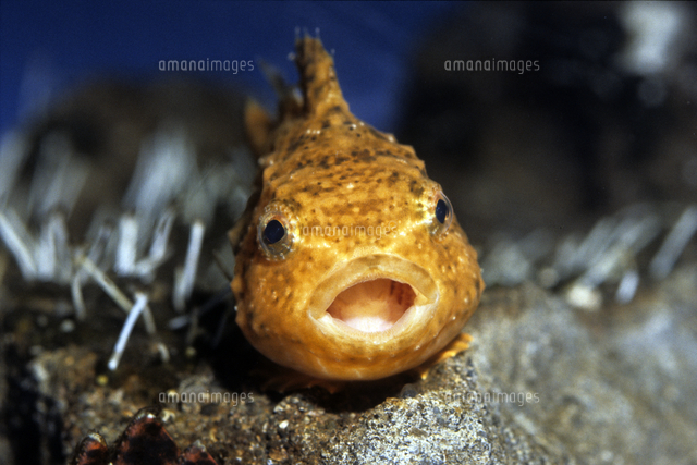 フウセンウオ 正面顔 口開け の写真素材 イラスト素材 アマナイメージズ