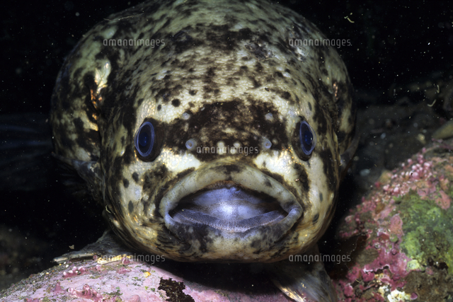 ホテイウオ 正面顔 口開け の写真素材 イラスト素材 アマナイメージズ