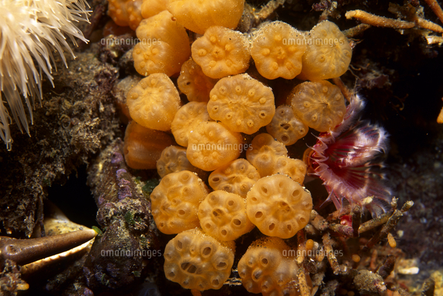 ホヤの一種 の写真素材 イラスト素材 アマナイメージズ