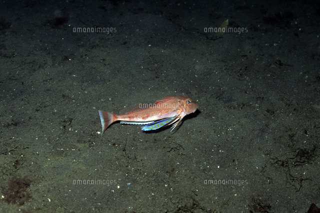 トゲカナガシラ フラッシングoff の写真素材 イラスト素材 アマナイメージズ