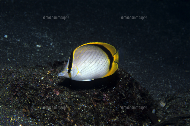 テングチョウチョウウオ の写真素材 イラスト素材 アマナイメージズ