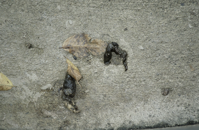 ハクビシンの糞[32113000011]の写真素材・イラスト素材｜アマナイメージズ