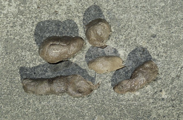 コモドオオトカゲの糞 の写真素材 イラスト素材 アマナイメージズ