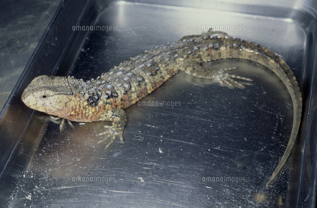 チュウゴクワニトカゲ オス の写真素材 イラスト素材 アマナイメージズ