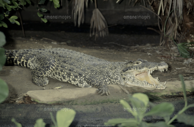 キューバワニ の写真素材 イラスト素材 アマナイメージズ