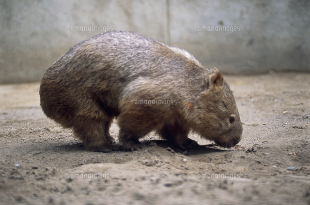 ヒメウォンバット の写真素材 イラスト素材 アマナイメージズ