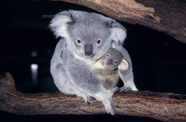 コアラのメスと子 の写真素材 イラスト素材 アマナイメージズ コアラのメスと子 の写真素材 イラスト素材 アマナイメージズ