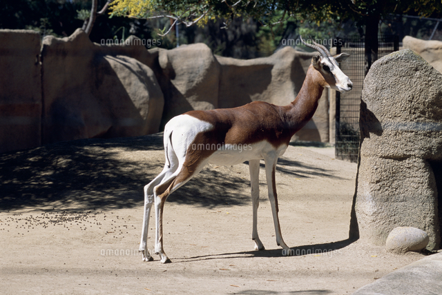 モロッコダマガゼル の写真素材 イラスト素材 アマナイメージズ